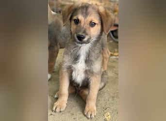 Trüffel, geb. ca. 08/2025, lebt in GRIECHENLAND, auf einer privaten Pflegestelle