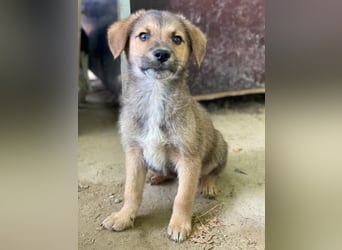 Trüffel, geb. ca. 08/2025, lebt in GRIECHENLAND, auf einer privaten Pflegestelle