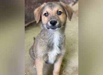 Trüffel, geb. ca. 08/2025, lebt in GRIECHENLAND, auf einer privaten Pflegestelle