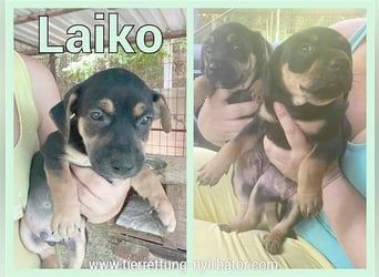 LEIKO, zuckersüsser Fratz