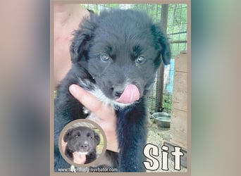 SIT, zuckersüsser Fratz