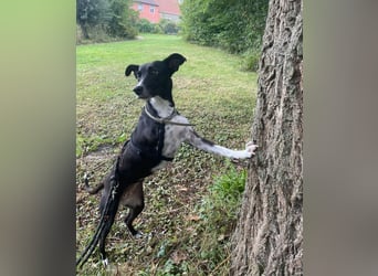 KIRA - lebensfrohe Hündin sucht ihr Perfect Match