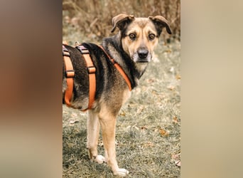 INOA - freundliche Hündin sucht liebevolle Anleitung