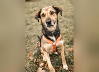 INOA - freundliche Hündin sucht liebevolle Anleitung