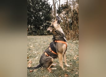 INOA - freundliche Hündin sucht liebevolle Anleitung