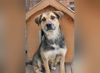 INOA - freundliche Hündin sucht liebevolle Anleitung