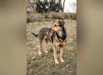 INOA - freundliche Hündin sucht liebevolle Anleitung