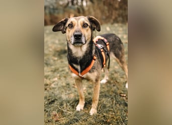 INOA - freundliche Hündin sucht liebevolle Anleitung