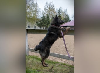 Liebevolles Zuhause für Baron gesucht