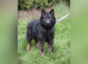 Liebevolles Zuhause für Baron gesucht