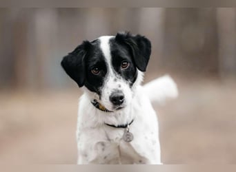 Lebensfroher Henry sucht seine Familie