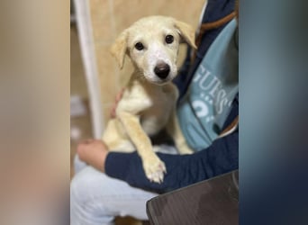 Emma sucht liebevolle zu Hause