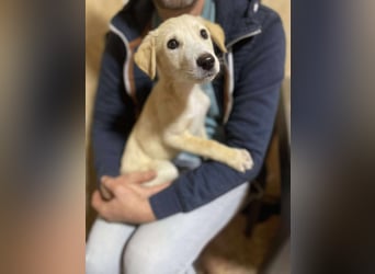 Emma sucht liebevolle zu Hause