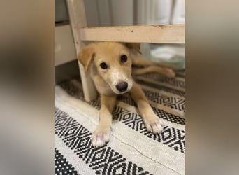 Emma sucht liebevolle zu Hause