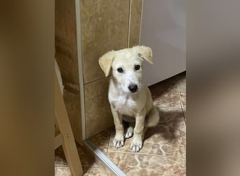 Emma sucht liebevolle zu Hause