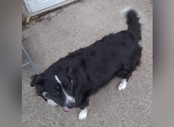 Knutschkugel Betty 2 J.  kastr., sucht ihr Traumzuhause Knutschkugel Betty 2 J.  kastr., sucht ihr Traumzuhause