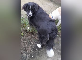 Knutschkugel Betty 2 J.  kastr., sucht ihr Traumzuhause Knutschkugel Betty 2 J.  kastr., sucht ihr Traumzuhause