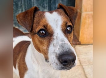 Freundlicher TOMAS-voller Lebensfreude und Optimismus wartet er sehnlichst auf seine "Für-immer-Fam"