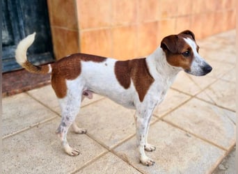 Freundlicher TOMAS-voller Lebensfreude und Optimismus wartet er sehnlichst auf seine "Für-immer-Fam"