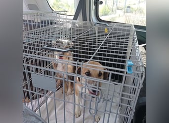 Wunderschöne PIRANA- sucht ein liebevolles Zuhause