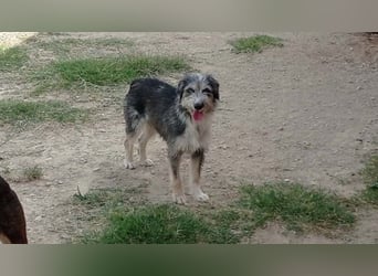 Wunderschöne PIRANA- sucht ein liebevolles Zuhause