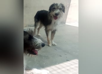 Wunderschöne PIRANA- sucht ein liebevolles Zuhause