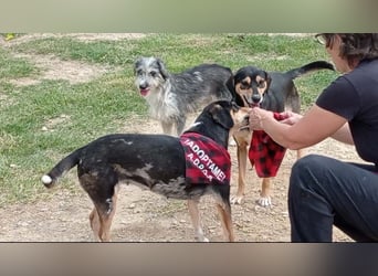 Wunderschöne PIRANA- sucht ein liebevolles Zuhause