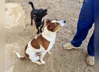 Freundlicher TOMAS-voller Lebensfreude und Optimismus wartet er sehnlichst auf seine "Für-immer-Fam"