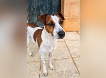 Freundlicher TOMAS-voller Lebensfreude und Optimismus wartet er sehnlichst auf seine "Für-immer-Fam"