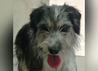 Wunderschöne PIRANA- sucht ein liebevolles Zuhause