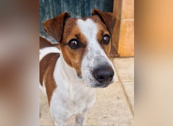 Freundlicher TOMAS-voller Lebensfreude und Optimismus wartet er sehnlichst auf seine "Für-immer-Fam"