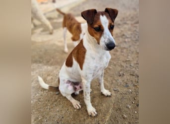 Freundlicher TOMAS-voller Lebensfreude und Optimismus wartet er sehnlichst auf seine "Für-immer-Fam"