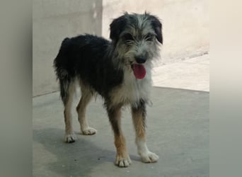 Wunderschöne PIRANA- sucht ein liebevolles Zuhause