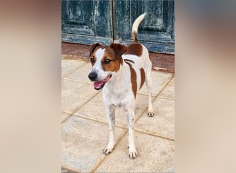 Freundlicher TOMAS-voller Lebensfreude und Optimismus wartet er sehnlichst auf seine "Für-immer-Fam"