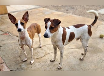 Freundlicher TOMAS-voller Lebensfreude und Optimismus wartet er sehnlichst auf seine "Für-immer-Fam"