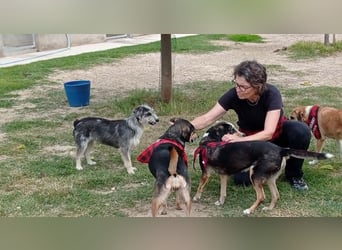 Wunderschöne PIRANA- sucht ein liebevolles Zuhause