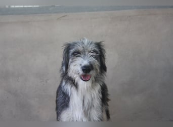 Wunderschöne PIRANA- sucht ein liebevolles Zuhause