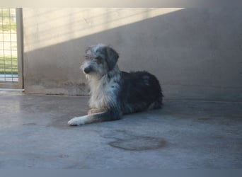 Wunderschöne PIRANA- sucht ein liebevolles Zuhause