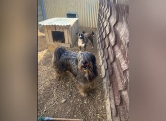 Zarter Niky wünscht sich Sicherheit