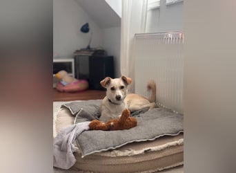 MONTY- sucht ein sportliches Zuhause