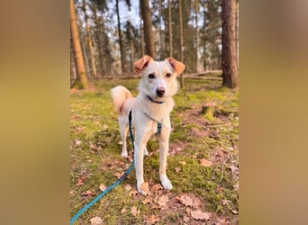 MONTY- sucht ein sportliches Zuhause