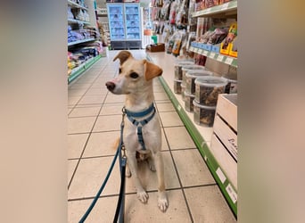 MONTY- sucht ein sportliches Zuhause