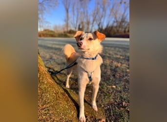 MONTY- sucht ein sportliches Zuhause