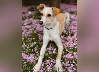 MONTY- sucht ein sportliches Zuhause