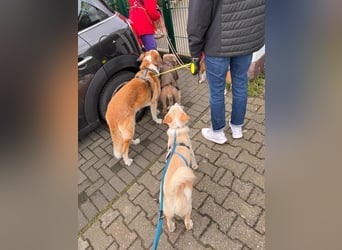 MONTY- sucht ein sportliches Zuhause