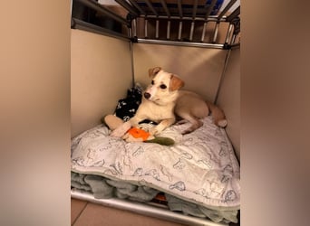 MONTY- sucht ein sportliches Zuhause