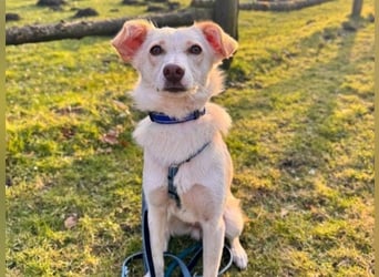 MONTY- sucht ein sportliches Zuhause