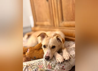 MONTY- sucht ein sportliches Zuhause