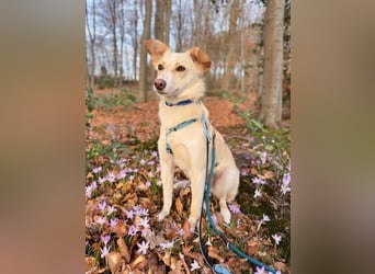 MONTY- sucht ein sportliches Zuhause