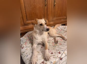 MONTY- sucht ein sportliches Zuhause